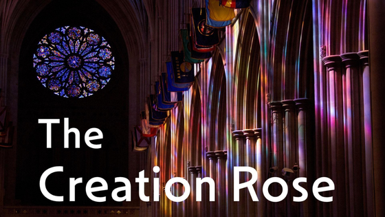 The Creation Rose